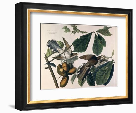 Yellow-Billed Cuckoo, from Birds of America, Engraved by William Home Lizars-John James Audubon-Framed Giclee Print