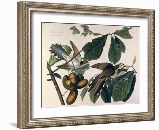 Yellow-Billed Cuckoo, from Birds of America, Engraved by William Home Lizars-John James Audubon-Framed Giclee Print