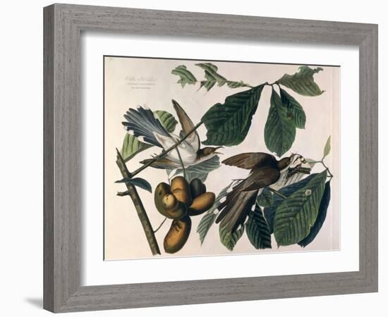 Yellow-Billed Cuckoo, from Birds of America, Engraved by William Home Lizars-John James Audubon-Framed Giclee Print