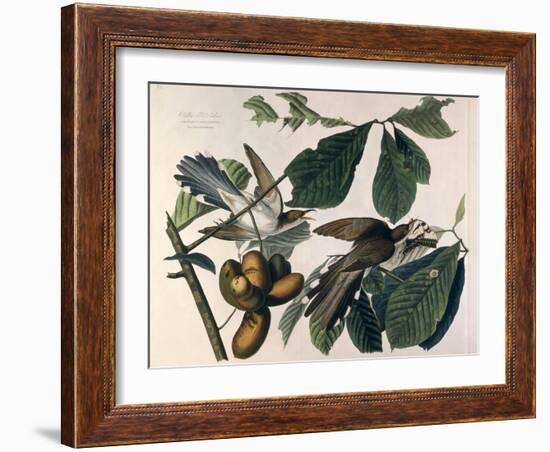 Yellow-Billed Cuckoo, from Birds of America, Engraved by William Home Lizars-John James Audubon-Framed Giclee Print