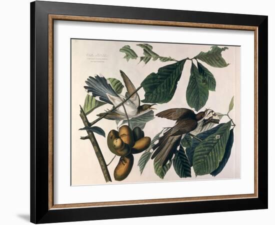 Yellow-Billed Cuckoo, from Birds of America, Engraved by William Home Lizars-John James Audubon-Framed Giclee Print