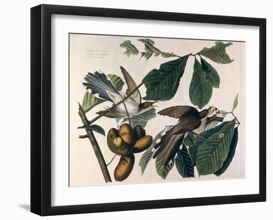 Yellow-Billed Cuckoo, from Birds of America, Engraved by William Home Lizars-John James Audubon-Framed Giclee Print