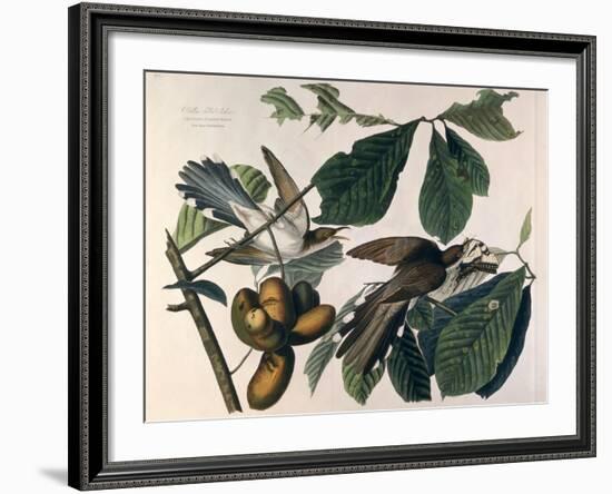 Yellow-Billed Cuckoo, from Birds of America, Engraved by William Home Lizars-John James Audubon-Framed Giclee Print