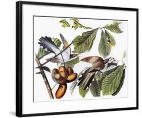 Yellow-Billed Cuckoo-John James Audubon-Framed Giclee Print