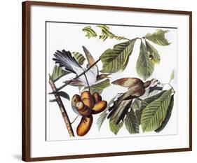 Yellow-Billed Cuckoo-John James Audubon-Framed Giclee Print