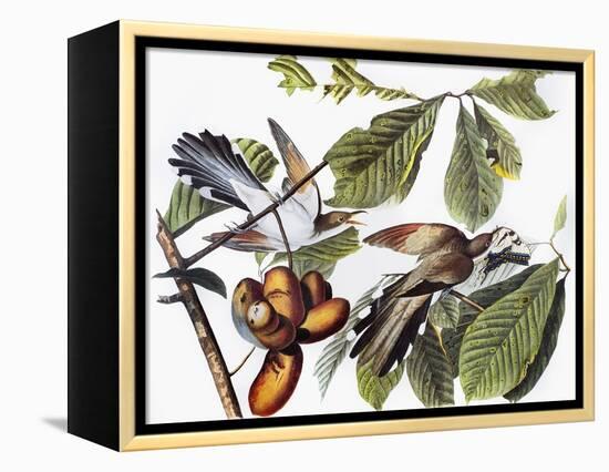 Yellow-Billed Cuckoo-John James Audubon-Framed Premier Image Canvas