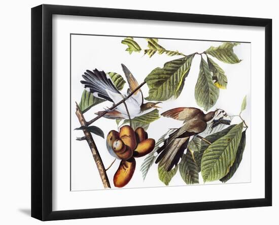 Yellow-Billed Cuckoo-John James Audubon-Framed Giclee Print