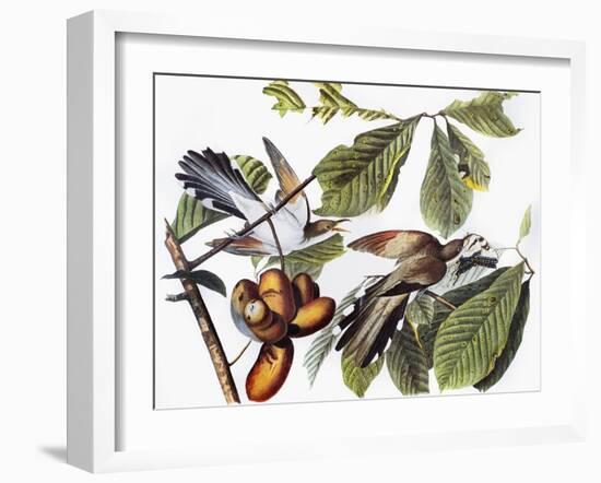 Yellow-Billed Cuckoo-John James Audubon-Framed Giclee Print