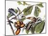 Yellow-Billed Cuckoo-John James Audubon-Mounted Giclee Print