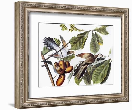 Yellow-Billed Cuckoo-John James Audubon-Framed Giclee Print