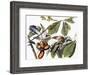 Yellow-Billed Cuckoo-John James Audubon-Framed Giclee Print
