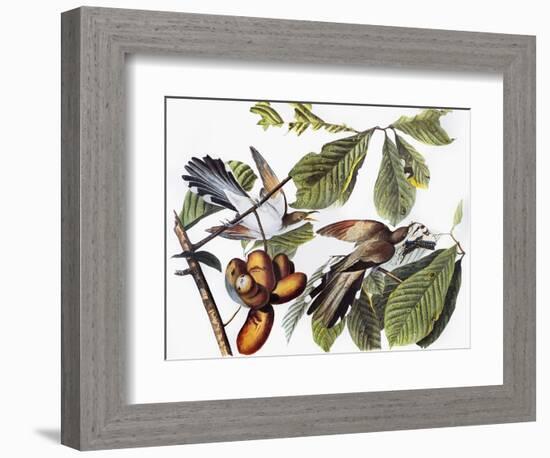 Yellow-Billed Cuckoo-John James Audubon-Framed Giclee Print