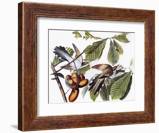 Yellow-Billed Cuckoo-John James Audubon-Framed Giclee Print