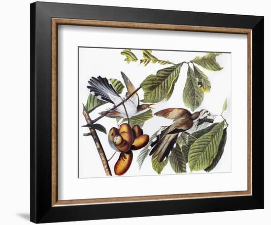 Yellow-Billed Cuckoo-John James Audubon-Framed Giclee Print