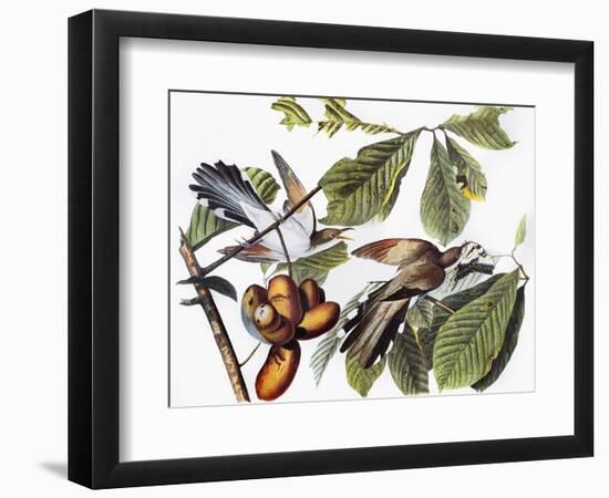 Yellow-Billed Cuckoo-John James Audubon-Framed Giclee Print