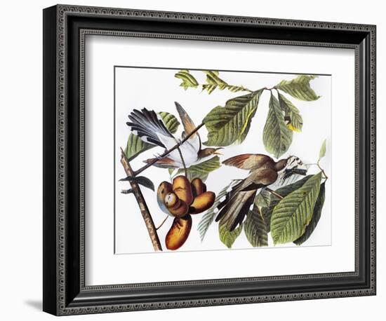 Yellow-Billed Cuckoo-John James Audubon-Framed Giclee Print