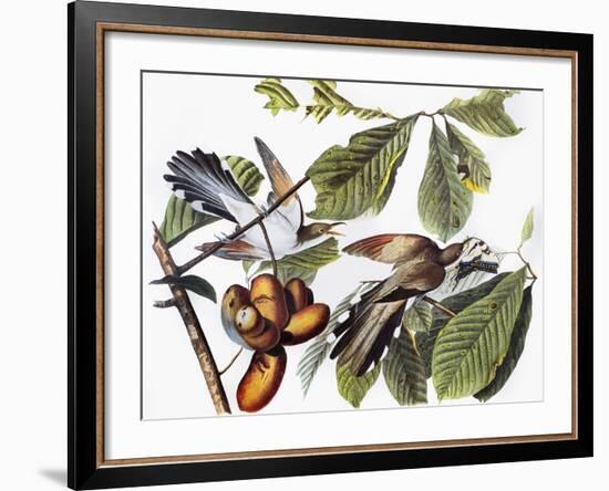 Yellow-Billed Cuckoo-John James Audubon-Framed Giclee Print