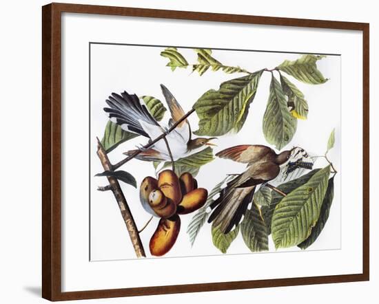 Yellow-Billed Cuckoo-John James Audubon-Framed Giclee Print