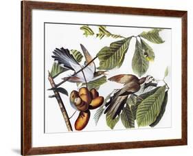 Yellow-Billed Cuckoo-John James Audubon-Framed Giclee Print