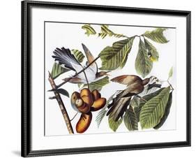 Yellow-Billed Cuckoo-John James Audubon-Framed Giclee Print