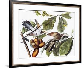 Yellow-Billed Cuckoo-John James Audubon-Framed Giclee Print