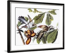 Yellow-Billed Cuckoo-John James Audubon-Framed Giclee Print