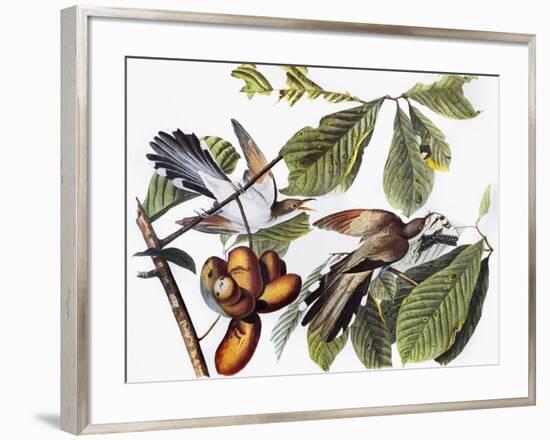 Yellow-Billed Cuckoo-John James Audubon-Framed Giclee Print