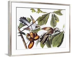 Yellow-Billed Cuckoo-John James Audubon-Framed Giclee Print