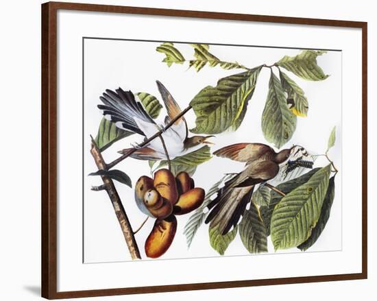 Yellow-Billed Cuckoo-John James Audubon-Framed Giclee Print