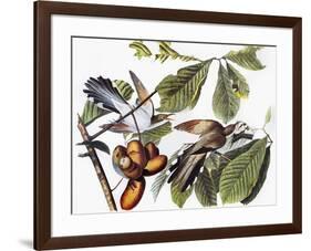 Yellow-Billed Cuckoo-John James Audubon-Framed Giclee Print