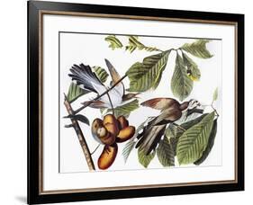 Yellow-Billed Cuckoo-John James Audubon-Framed Giclee Print
