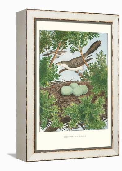 Yellow-Billed Cuckoo-null-Framed Stretched Canvas