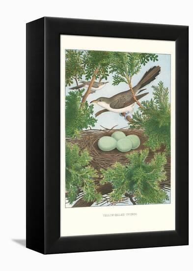 Yellow-Billed Cuckoo-null-Framed Stretched Canvas