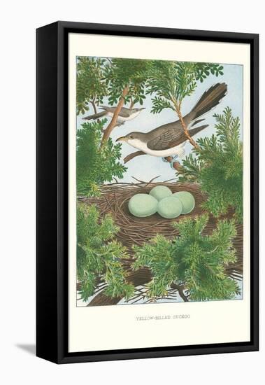 Yellow-Billed Cuckoo-null-Framed Stretched Canvas