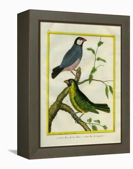 Yellow-Billed Grosbeak and Yellow-Green Grosbeak-Georges-Louis Buffon-Framed Premier Image Canvas