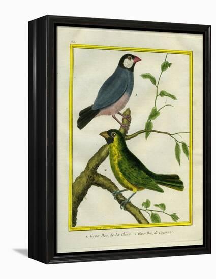 Yellow-Billed Grosbeak and Yellow-Green Grosbeak-Georges-Louis Buffon-Framed Premier Image Canvas