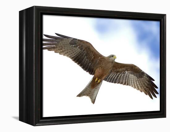 Yellow-Billed Kite in Flight with Full Wingspread-Arthur Morris-Framed Premier Image Canvas