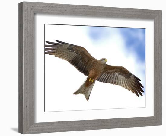 Yellow-Billed Kite in Flight with Full Wingspread-Arthur Morris-Framed Photographic Print