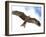 Yellow-Billed Kite in Flight with Full Wingspread-Arthur Morris-Framed Photographic Print