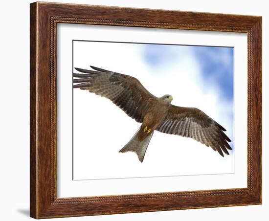 Yellow-Billed Kite in Flight with Full Wingspread-Arthur Morris-Framed Photographic Print