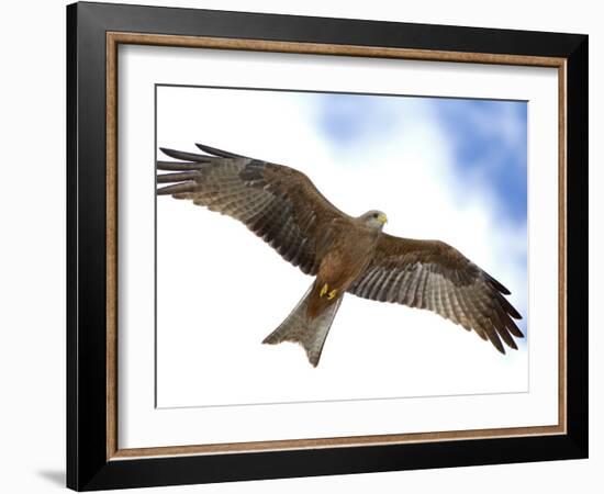 Yellow-Billed Kite in Flight with Full Wingspread-Arthur Morris-Framed Photographic Print