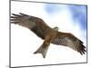 Yellow-Billed Kite in Flight with Full Wingspread-Arthur Morris-Mounted Photographic Print