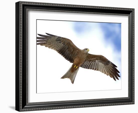 Yellow-Billed Kite in Flight with Full Wingspread-Arthur Morris-Framed Photographic Print