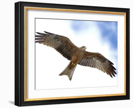 Yellow-Billed Kite in Flight with Full Wingspread-Arthur Morris-Framed Photographic Print