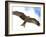 Yellow-Billed Kite in Flight with Full Wingspread-Arthur Morris-Framed Photographic Print