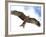 Yellow-Billed Kite in Flight with Full Wingspread-Arthur Morris-Framed Photographic Print
