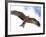 Yellow-Billed Kite in Flight with Full Wingspread-Arthur Morris-Framed Photographic Print