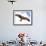 Yellow-Billed Kite in Flight with Full Wingspread-Arthur Morris-Framed Photographic Print displayed on a wall