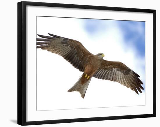 Yellow-Billed Kite in Flight with Full Wingspread-Arthur Morris-Framed Photographic Print