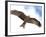 Yellow-Billed Kite in Flight with Full Wingspread-Arthur Morris-Framed Photographic Print